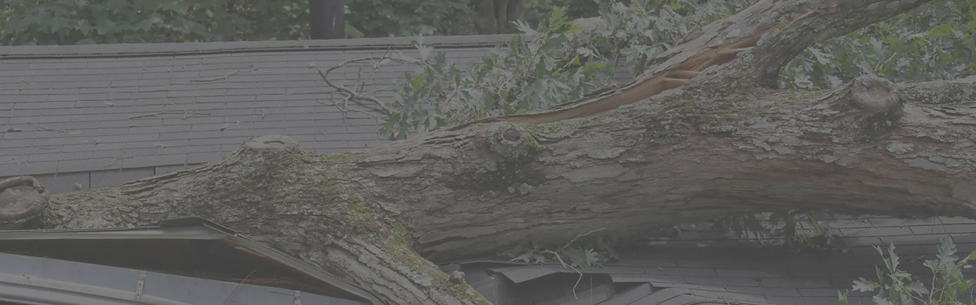 Large tree that fell on a home roof, severely damaging it